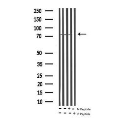 Invitrogen Phospho-Shc (Tyr349) Polyclonal Antibody 100 &mu;L; Unconjugated:Antibodies,
