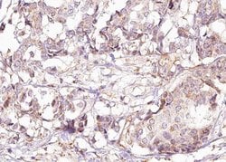 Invitrogen Phospho-Shc (Tyr427) Polyclonal Antibody 100 &mu;L; Unconjugated:Antibodies,