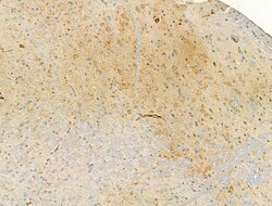 Invitrogen Phospho-eNOS (Ser1177) Polyclonal Antibody 100 &mu;L; Unconjugated:Antibodies,