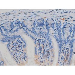Invitrogen Phospho-eNOS (Ser1177) Polyclonal Antibody 100 &mu;L; Unconjugated:Antibodies,