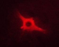 Invitrogen Phospho-nNOS (Ser852) Polyclonal Antibody 100 &mu;L; Unconjugated:Antibodies,