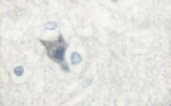 Invitrogen Phospho-nNOS (Ser852) Polyclonal Antibody 100 &mu;L; Unconjugated:Antibodies,