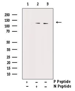 Invitrogen Phospho-nNOS (Ser852) Polyclonal Antibody 100 &mu;L; Unconjugated:Antibodies,