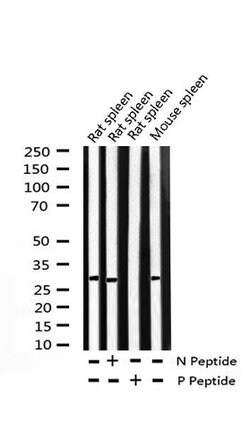 Invitrogen Phospho-Cyclin D3 (Thr283) Polyclonal Antibody 100 &mu;L; Unconjugated:Antibodies,