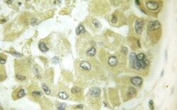 Invitrogen Phospho-Cdc25A (Ser178) Polyclonal Antibody 100 &mu;L; Unconjugated:Antibodies,