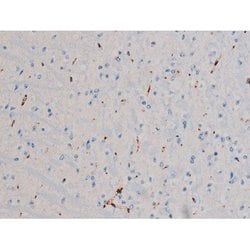 Invitrogen Phospho-Cdc25A (Ser178) Polyclonal Antibody 100 &mu;L; Unconjugated:Antibodies,