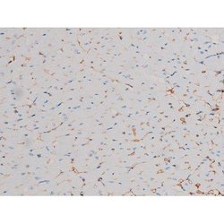 Invitrogen Phospho-Cdc25A (Ser178) Polyclonal Antibody 100 &mu;L; Unconjugated:Antibodies,