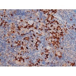 Invitrogen Phospho-Cdc25A (Ser178) Polyclonal Antibody 100 &mu;L; Unconjugated:Antibodies,