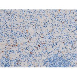 Invitrogen Phospho-Cdc25A (Ser178) Polyclonal Antibody 100 &mu;L; Unconjugated:Antibodies,