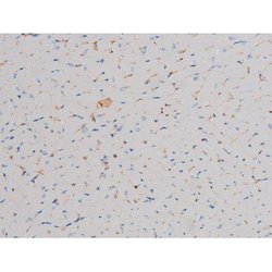 Invitrogen Phospho-Cdc25A (Ser178) Polyclonal Antibody 100 &mu;L; Unconjugated:Antibodies,