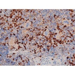 Invitrogen Phospho-Cdc25A (Ser178) Polyclonal Antibody 100 &mu;L; Unconjugated:Antibodies,