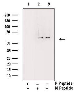 Invitrogen Phospho-Cdc25A (Ser178) Polyclonal Antibody 100 &mu;L; Unconjugated:Antibodies,