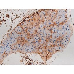 Invitrogen Phospho-CDC25B (Ser323) Polyclonal Antibody 100 μL; Unconjugated:Antibodies,