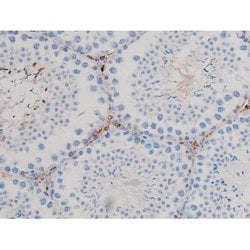Invitrogen Phospho-CDC25B (Ser323) Polyclonal Antibody 100 μL; Unconjugated:Antibodies,