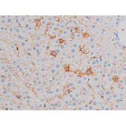 Invitrogen Phospho-CDC25B (Ser323) Polyclonal Antibody 100 μL; Unconjugated:Antibodies,