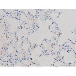 Invitrogen Phospho-CDC25B (Ser323) Polyclonal Antibody 100 μL; Unconjugated:Antibodies,