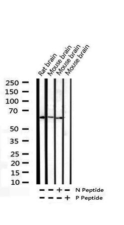 Invitrogen Phospho-CDC25B (Ser323) Polyclonal Antibody 100 μL; Unconjugated:Antibodies,