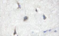 Invitrogen Phospho-Cdc25B (Ser353) Polyclonal Antibody 100 &mu;L; Unconjugated:Antibodies,
