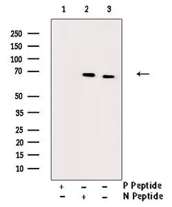 Invitrogen Phospho-Cdc25B (Ser353) Polyclonal Antibody 100 &mu;L; Unconjugated:Antibodies,