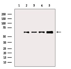 Invitrogen Phospho-AKT1 (Thr450) Polyclonal Antibody 100 &mu;L; Unconjugated:Antibodies,
