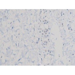 Invitrogen Phospho-AKT1 (Thr450) Polyclonal Antibody 100 &mu;L; Unconjugated:Antibodies,