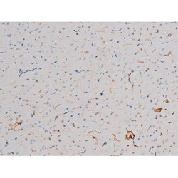 Invitrogen Phospho-AKT1 (Thr450) Polyclonal Antibody 100 &mu;L; Unconjugated:Antibodies,