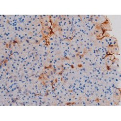 Invitrogen Phospho-AKT1 (Thr450) Polyclonal Antibody 100 &mu;L; Unconjugated:Antibodies,