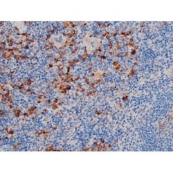 Invitrogen Phospho-AKT1 (Thr450) Polyclonal Antibody 100 &mu;L; Unconjugated:Antibodies,