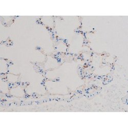 Invitrogen Phospho-AKT1 (Thr450) Polyclonal Antibody 100 &mu;L; Unconjugated:Antibodies,