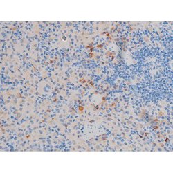 Invitrogen Phospho-AKT1 (Thr450) Polyclonal Antibody 100 &mu;L; Unconjugated:Antibodies,