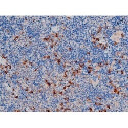Invitrogen Phospho-AKT1 (Thr450) Polyclonal Antibody 100 &mu;L; Unconjugated:Antibodies,