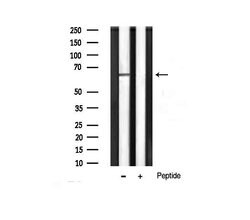 Invitrogen Phospho-AKT1 (Thr450) Polyclonal Antibody 100 &mu;L; Unconjugated:Antibodies,