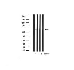 Invitrogen Phospho-AKT1 (Thr450) Polyclonal Antibody 100 &mu;L; Unconjugated:Antibodies,