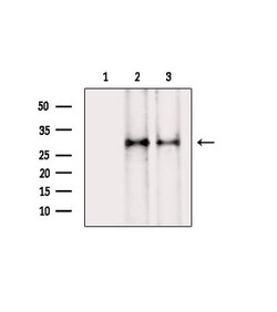 Invitrogen Phospho-AKT1 (Ser124) Polyclonal Antibody 100 &mu;L | Buy Online | Invitrogen&trade; | Fisher Scientific