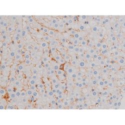 Invitrogen Phospho-AKT1 (Ser124) Polyclonal Antibody 100 &mu;L | Buy Online | Invitrogen&trade; | Fisher Scientific