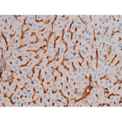 Invitrogen Phospho-AKT1 (Ser124) Polyclonal Antibody 100 &mu;L | Buy Online | Invitrogen&trade; | Fisher Scientific