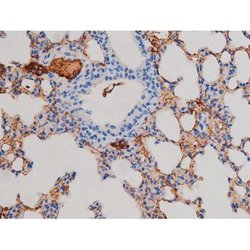Invitrogen Phospho-AKT1 (Ser124) Polyclonal Antibody 100 &mu;L | Buy Online | Invitrogen&trade; | Fisher Scientific