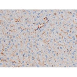 Invitrogen Phospho-AKT1 (Ser124) Polyclonal Antibody 100 &mu;L | Buy Online | Invitrogen&trade; | Fisher Scientific