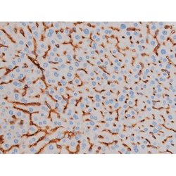 Invitrogen Phospho-AKT1 (Ser124) Polyclonal Antibody 100 &mu;L | Buy Online | Invitrogen&trade; | Fisher Scientific