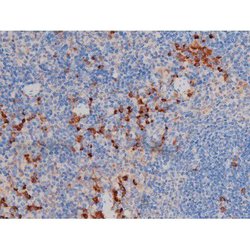 Invitrogen Phospho-AKT1 (Ser124) Polyclonal Antibody 100 &mu;L | Buy Online | Invitrogen&trade; | Fisher Scientific