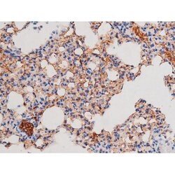 Invitrogen Phospho-IRS1 (Ser636) Polyclonal Antibody 100 &mu;L; Unconjugated:Antibodies,