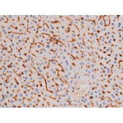 Invitrogen Phospho-IRS1 (Ser636) Polyclonal Antibody 100 &mu;L; Unconjugated:Antibodies,