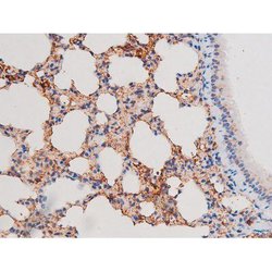 Invitrogen Phospho-IRS1 (Ser636) Polyclonal Antibody 100 &mu;L; Unconjugated:Antibodies,