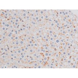 Invitrogen Phospho-IRS1 (Ser636) Polyclonal Antibody 100 &mu;L; Unconjugated:Antibodies,