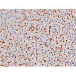 Invitrogen Phospho-IRS1 (Ser636) Polyclonal Antibody 100 &mu;L; Unconjugated:Antibodies,