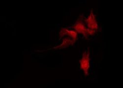 Phospho-alpha Adducin (Ser726) Polyclonal Antibody, Invitrogen 100 &mu;L;
