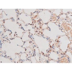 Phospho-alpha Adducin (Ser726) Polyclonal Antibody, Invitrogen 100 &mu;L;