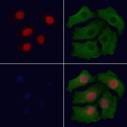 Invitrogen Phospho-CHOP (Ser30) Polyclonal Antibody 100 &mu;L; Unconjugated:Antibodies,