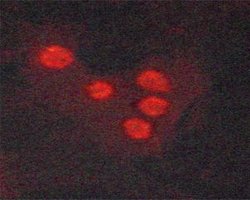 Invitrogen Phospho-CHOP (Ser30) Polyclonal Antibody 100 &mu;L; Unconjugated:Antibodies,