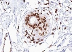 Invitrogen Phospho-CHOP (Ser30) Polyclonal Antibody 100 &mu;L; Unconjugated:Antibodies,